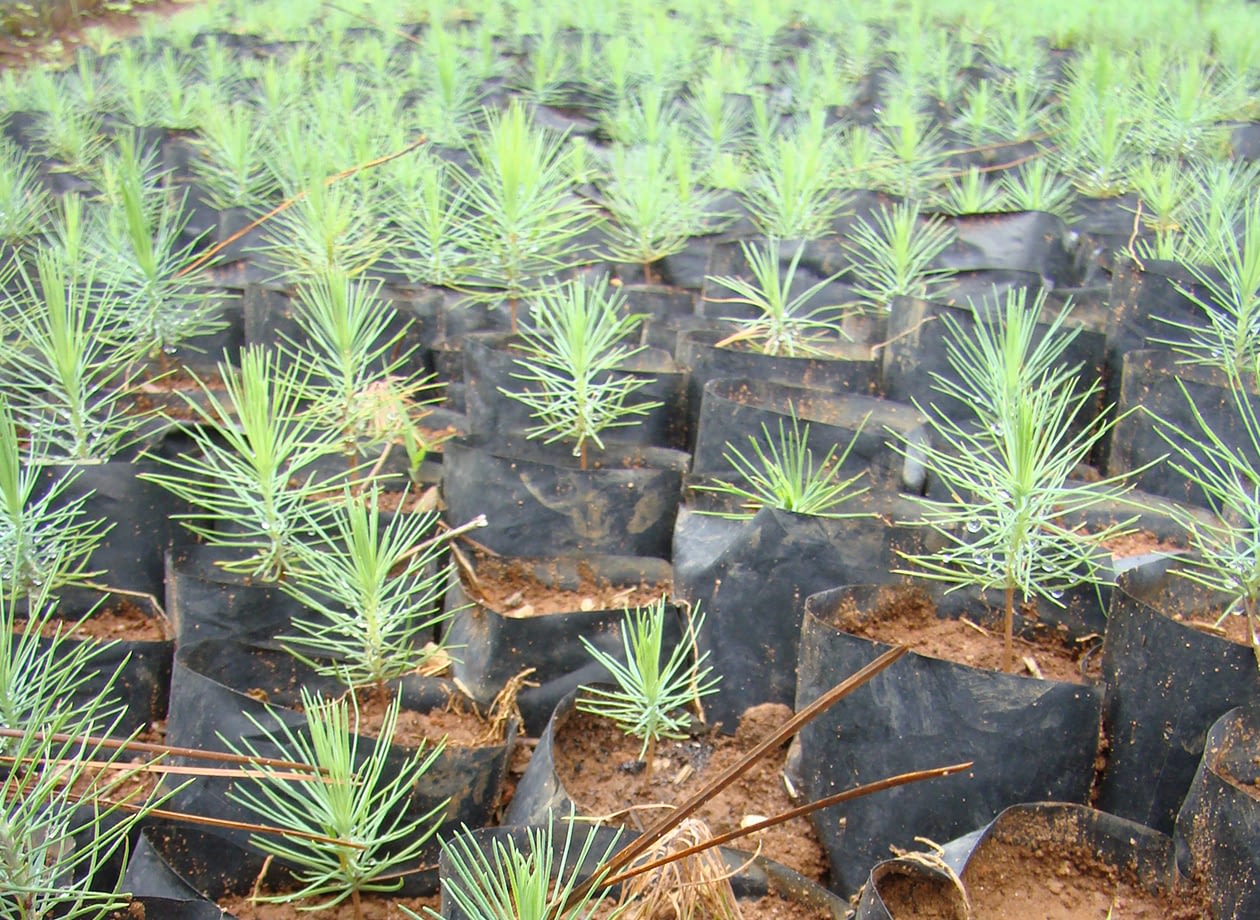 around-luwawa_0005_tree planting new pine