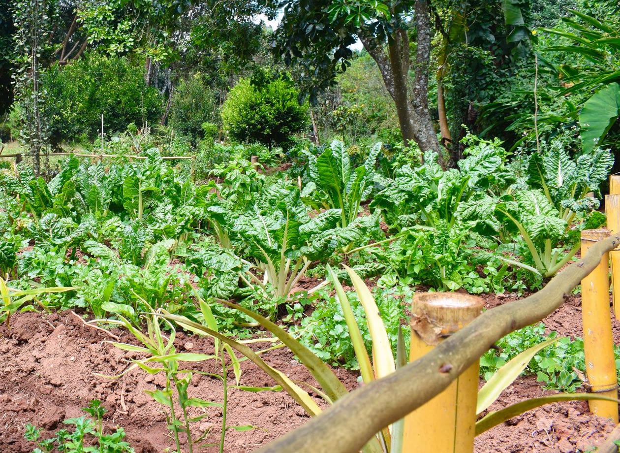 Permaculture 2